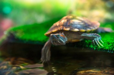 Kırmızı kulaklı Terrapin - Trachemys scripta elegans içinde belgili tanımlık akvaryum