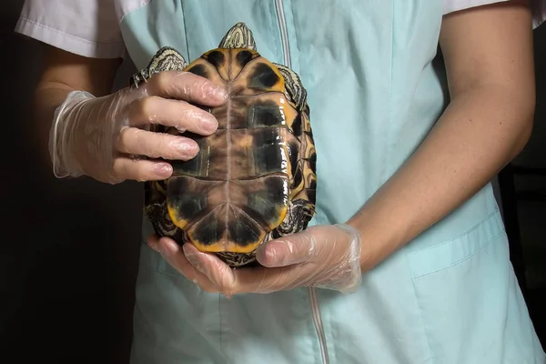 Sürüngenler herpetologist incelenmesi