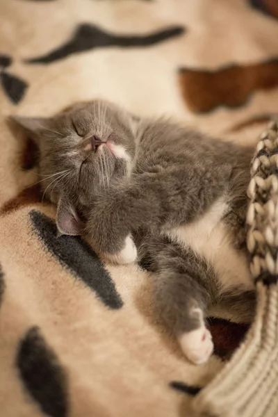 Baby Kätzchen Grau Liegt Auf Leopardenmuster Decke — Stockfoto