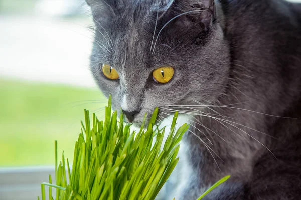 Витамины Кошек Прорастающий Овес Зеленая Трава Цветочном Горшке Кошка Ест — стоковое фото