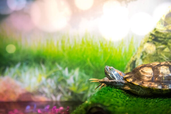 Red Eared Terrapin - Trachemys scripta elegans lies on the bridge is heated and folding his paws in front of him in the aquarium