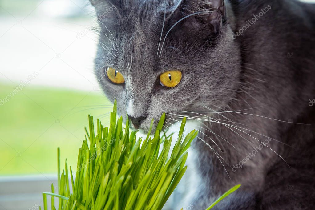 Vitamins for cats - germinated oats. Green grass in a flowerpot. Cat eating grass useful. Cat gray, grass green. Background - a wooden, dark board. Germinated oats is useful for cats