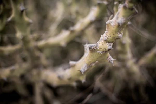 Romantique floraison branches de brousse au printemps fond flou gros plan. Mise au point superficielle. Fond pastel, chaud, brun, gris — Photo