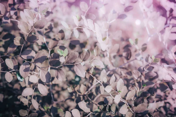 Ramas de arbusto florecientes románticas en un fondo borroso primaveral. Foco superficial. Fondo en tonos pastel, cálido, marrón, gris —  Fotos de Stock