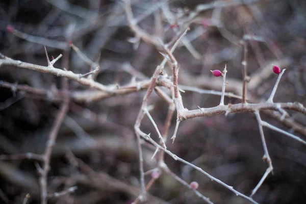 Romantic blooming bush branches in spring blurry close-up background. Shallow focus. Background in pastel, warm, brown, grey tones — Stock Photo, Image