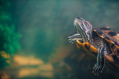 Kırmızı kulaklı Terrapin - Trachemys scripta elegans içinde belgili tanımlık akvaryum