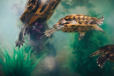 Kırmızı kulaklı Terrapin - Trachemys scripta elegans içinde belgili tanımlık akvaryum