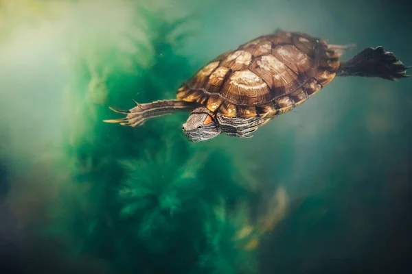 Red Eared Terrapin - Trachemys scripta elegans i akvariet - Stock-foto