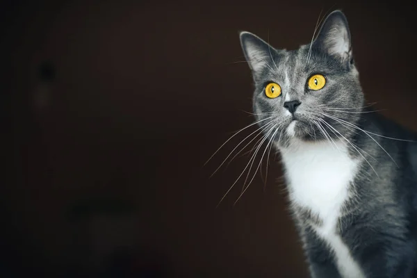 Belo retrato de um gato cinza em um fundo preto — Fotografia de Stock