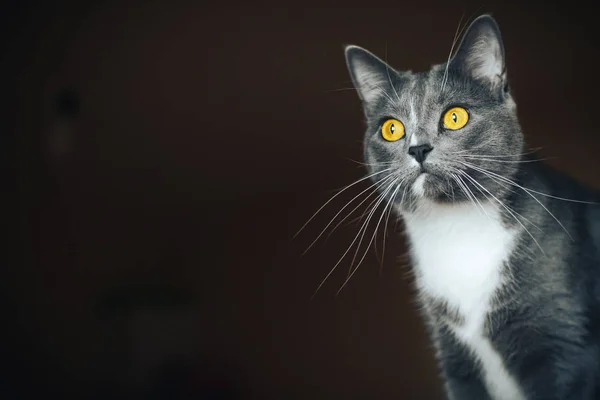 Bellissimo ritratto di un gatto grigio su sfondo nero — Foto Stock