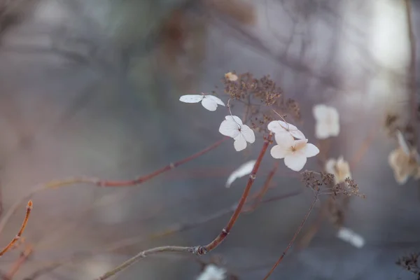 Pequeñas flores blancas sobre un fondo suave, suave, cálido, azul y rosa al aire libre macro de primer plano. Primavera verano borde plantilla fondo floral. Aire ligero delicada imagen artística, espacio libre — Foto de Stock