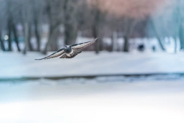 Pombo em voo contra o céu azul — Fotografia de Stock