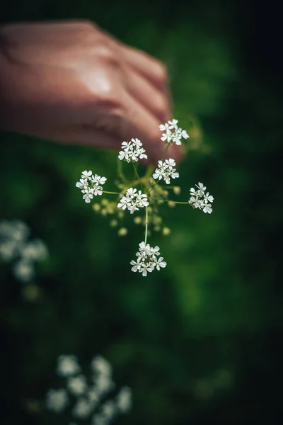 Όμορφα Μικρά Άσπρα Λουλούδια Στα Ανοιγμένα Χέρια Του Μια Νεαρή — Φωτογραφία Αρχείου