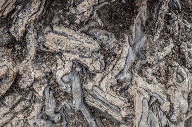 doğanın bir sanat olarak yaşlı bir ağaç kabuğu dokusu