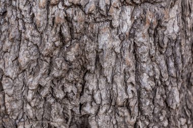 doğanın bir sanat olarak yaşlı bir ağaç kabuğu dokusuna Grange