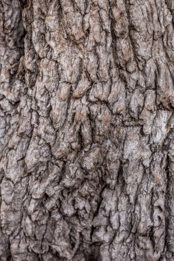doğanın bir sanat olarak yaşlı bir ağaç kabuğu dokusuna Grange