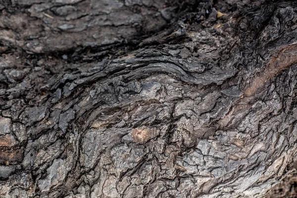 Гранжева текстура кори старого дерева як мистецтво природи — стокове фото