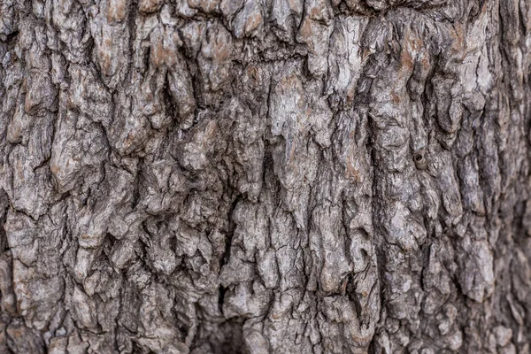 自然の芸術として古い木の樹皮のグランジ テクスチャ — ストック写真