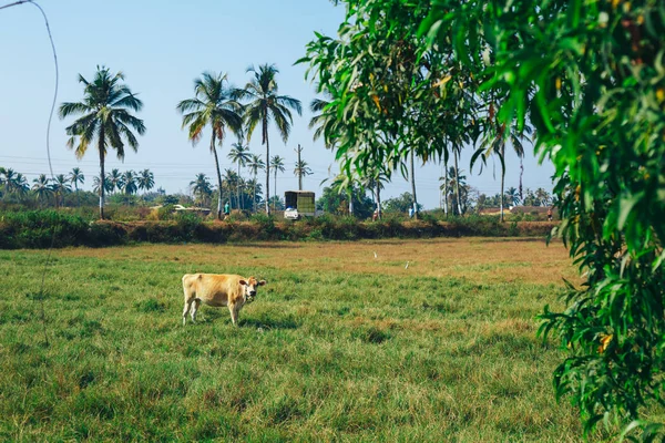 White Indian cow in colored beads, standing on the green grass in a field with palm trees, surrounded by white birds cranes