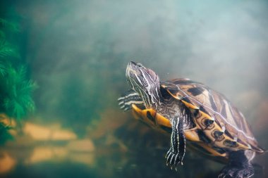 Kırmızı kulaklı Terrapin - Trachemys scripta elegans içinde belgili tanımlık akvaryum