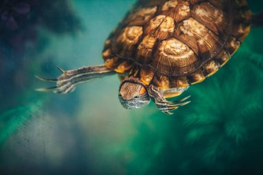 Kırmızı kulaklı Terrapin - Trachemys scripta elegans içinde belgili tanımlık akvaryum