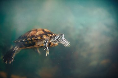 Kırmızı kulaklı Terrapin - Trachemys scripta elegans içinde belgili tanımlık akvaryum