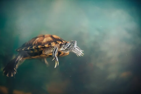 Rotohrschildkröte - trachemys scripta elegans im Aquarium — Stockfoto