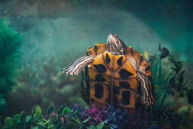 Kırmızı kulaklı kaymak kaplumbağa (Trachemys scripta elegans) Akvaryum yaz güneş ışığı güzel yapay yosun ile dinlenme. Güzel üç boyutlu fotoğraf