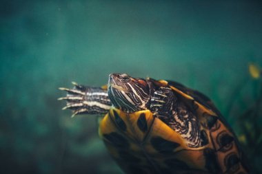 Kırmızı kulaklı kaymak kaplumbağa (Trachemys scripta elegans) Akvaryum yaz güneş ışığı güzel yapay yosun ile dinlenme. Güzel üç boyutlu fotoğraf