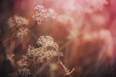 Küçük beyaz çiçekler bir tonda üzerinde yumuşak yumuşak mavi ve pembe bir arka plan açık havada yakın çekim makro. Yaz sınır şablon çiçek arka plan bahar. Hafif hava hassas sanatsal görüntü, boş alan