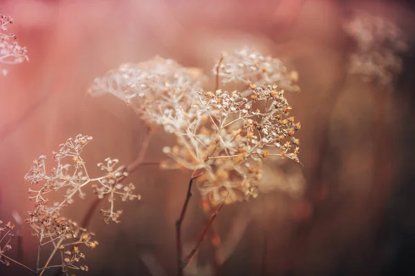 Невеликі Білі Квіти Тонованому Якому Синьо Рожевому Фоні Відкритому Повітрі — стокове фото