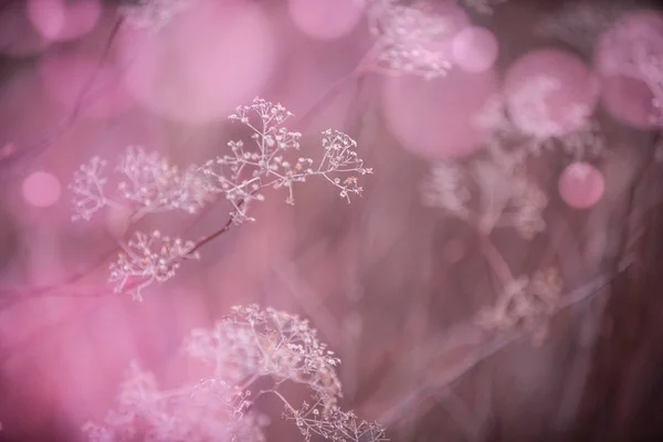 白色的小花在柔和柔和的蓝色和粉红色背景下 在户外特写宏 春季夏季边框模板花卉背景 轻空气细腻的艺术形象 自由空间 — 图库照片