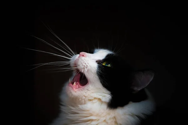 Kopfschuss Einer Gähnenden Schwarz Weißen Hübschen Katze Auf Schwarzem Hintergrund — Stockfoto