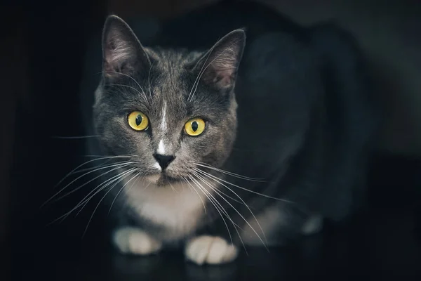 Porträt Einer Grauen Katze Auf Dunklem Hintergrund — Stockfoto