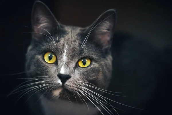 黑暗背景下的灰猫肖像 — 图库照片