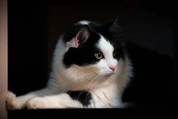 Giovane Gatto Casa Colore Bianco Nero Primo Piano Sfondo Scuro — Foto Stock