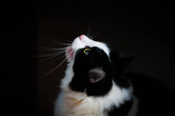 Jovem Casa Gato Preto Branco Cor Close Fundo Escuro — Fotografia de Stock