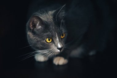 karanlık bir arka plan üzerinde gri bir kedi portresi