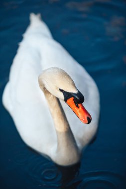 su göl kenarında beyaz kuğu portresi kapatın