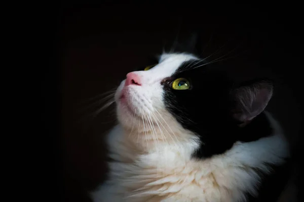 Jovem casa gato, preto e branco cor, close-up no fundo escuro — Fotografia de Stock