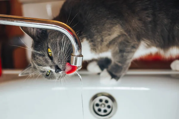 Довольно серый кот смотрит на воду из-под крана — стоковое фото
