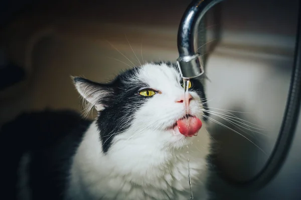 Красивая черно-белая кошка наблюдает за водой из-под крана в ванной — стоковое фото
