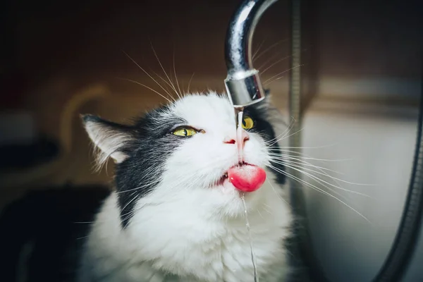 Hübsche Schwarz Weiße Katze Beobachtet Das Wasser Aus Dem Wasserhahn — Stockfoto
