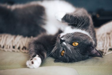 Benim güzel gri kedi portre kötü odamda