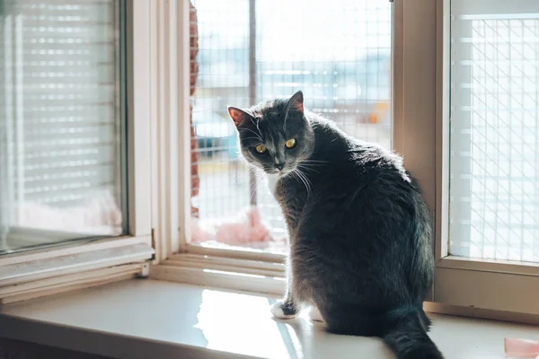 Emanet pencere Gri kedi. Kedi güvenliği için özel bir muhafaza üstünde belgili tanımlık pencere yüklü