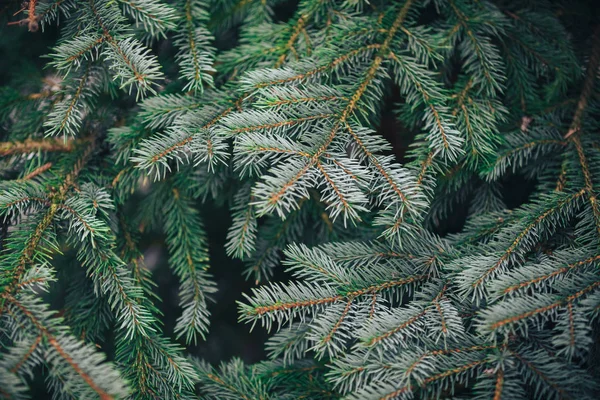 木の枝を閉じてください。集中力が足りない。ふわふわのモミの木のブランチを閉じます。クリスマスの壁紙のコンセプト。スペースのコピー. — ストック写真