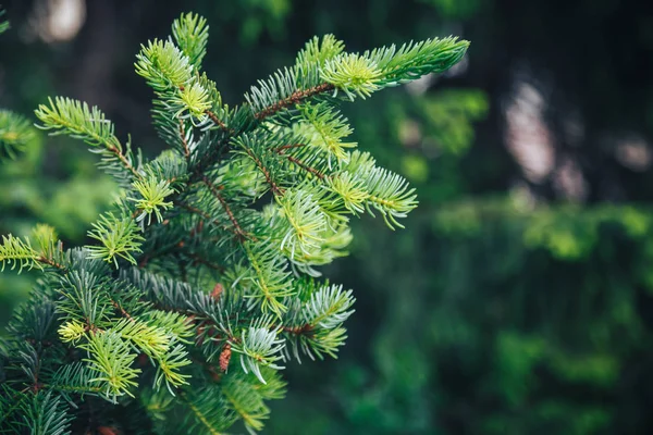 Boom brunch van dichtbij. Ondiepe focus. pluizige dennenboom brunch van dichtbij. Kerst behang concept. Kopieerruimte. — Stockfoto