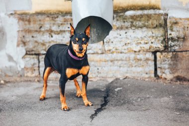 Young doberman Pinscher tied to the pipe clipart