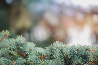 Firavun ağacı brunch 'ı yaklaşıyor. Sığ odaklanma. Yumuşak köknar ağacı brunch 'ı yakın çekim. Noel duvar kağıdı konsepti. Boşluğu kopyala.
