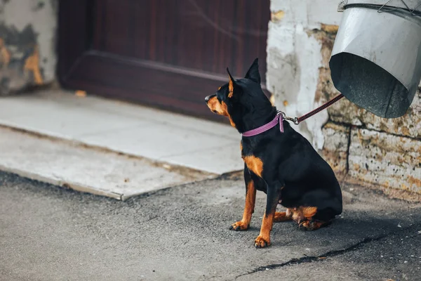 Jovem doberman Pinscher amarrado ao cachimbo e esperando por seu mestre — Fotografia de Stock